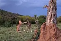 ببییند| نبرد شجاعانه بچه زرافه با شیر گرسنه