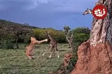 ببییند| نبرد شجاعانه بچه زرافه با شیر گرسنه