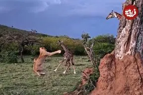 ببییند| نبرد شجاعانه بچه زرافه با شیر گرسنه