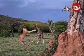 ببییند| نبرد شجاعانه بچه زرافه با شیر گرسنه