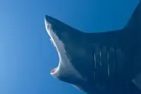 خونگرمی، این هیولا را در آب به وجود آورد!