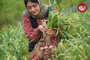 ببینید| غذای روستایی در ایران؛ برداشت سیر تازه از مزرعه و تهیه ترشی با آن