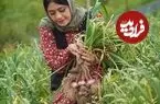 ببینید| غذای روستایی در ایران؛ برداشت سیر تازه از مزرعه و تهیه ترشی با آن