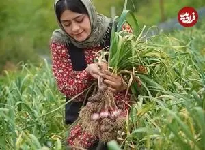 ببینید| غذای روستایی در ایران؛ برداشت سیر تازه از مزرعه و تهیه ترشی با آن
