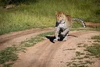 (ویدیو) کرکس بزرگ در چنگال پلنگ چابک