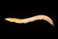 «کنه‌هایی» که از خون «مارماهی برقی» تغذیه می‌کردند