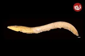 «کنه‌هایی» که از خون «مارماهی برقی» تغذیه می‌کردند