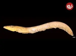 «کنه‌هایی» که از خون «مارماهی برقی» تغذیه می‌کردند