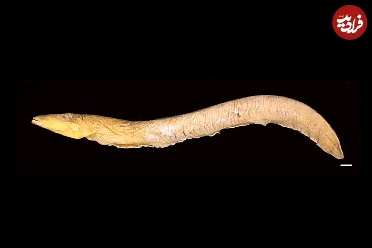 «کنه‌هایی» که از خون «مارماهی برقی» تغذیه می‌کردند