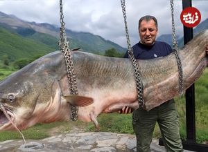 ببینید| غذای روستایی در آذربایجان؛ کباب کردن گربه ماهی بزرگ در تنور زیر زمینی