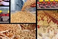 هشدار شدید مرغداران برای گرانی دوباره قیمت مرغ/ موج جدید جهش قیمت مرغ در راه است؟