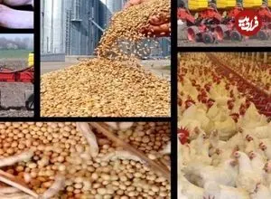 هشدار شدید مرغداران برای گرانی دوباره قیمت مرغ/ موج جدید جهش قیمت مرغ در راه است؟