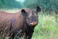 تصاویر؛ کرگدن سیاه؛ غول خشمگین آفریقا و مهندس اکوسیستم با ۱۴۰۰ کیلو وزن که شاخ ۱.۵ متری دارد و به هر چیز ناشناخته حمله می‌کند