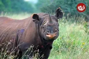 تصاویر؛ کرگدن سیاه؛ غول خشمگین آفریقا و مهندس اکوسیستم با ۱۴۰۰ کیلو وزن که شاخ ۱.۵ متری دارد و به هر چیز ناشناخته حمله می‌کند