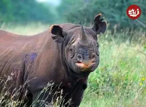 تصاویر؛ کرگدن سیاه؛ غول خشمگین آفریقا و مهندس اکوسیستم با ۱۴۰۰ کیلو وزن که شاخ ۱.۵ متری دارد و به هر چیز ناشناخته حمله می‌کند