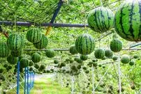 (ویدئو) گران ترین هندوانه جهان؛ عملیات دیدنی پرورش هندوانه سیاه ژاپنی