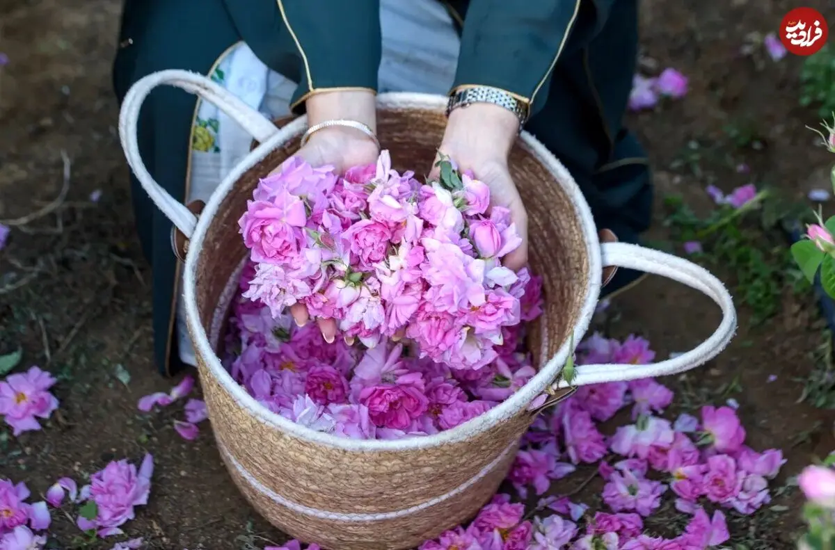 رز عربستانی چرا مشهور شد؟