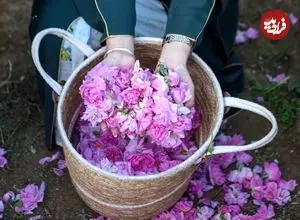 رز عربستانی چرا مشهور شد؟