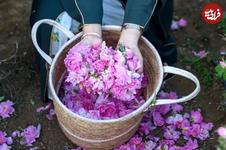رز عربستانی چرا مشهور شد؟