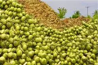 (ویدئو) فرآیند برداشت میلیون ها تن نارگیل و تهیه روغن نارگیل در کارخانه