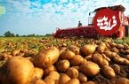ببینید؛ فرآیند برداشت و فرآوری هزاران تن سیب زمینی و تولید چیپس در آمریکا