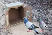 (ویدئو) روش سرعتی جوان ویتنامی برای ساخت تله ساده کبوتر با کارتن خالی!