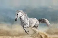 این اسب گوشتخوار، دنیا را متحیر کرد!