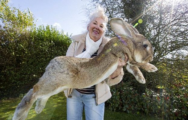 (ویدیو) تصاویر باورنکردنی از غول‌پیکرترین خرگوش جهان؛ موجودِ ۱۰ کیلوگرمی!