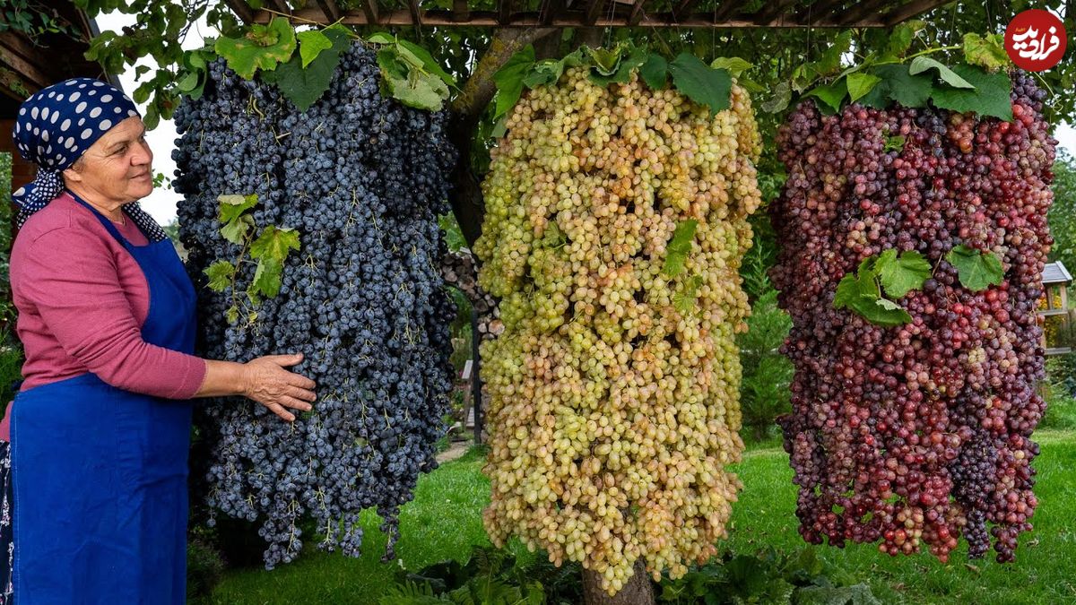 ببینید؛ غذای روستایی در آذربایجان؛ برداشت انگور و تهیه مربا با آن در روستایی زیبا