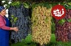 ببینید؛ غذای روستایی در آذربایجان؛ برداشت انگور و تهیه مربا با آن در روستایی زیبا