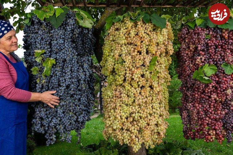 ببینید؛ غذای روستایی در آذربایجان؛ برداشت انگور و تهیه مربا با آن در روستایی زیبا
