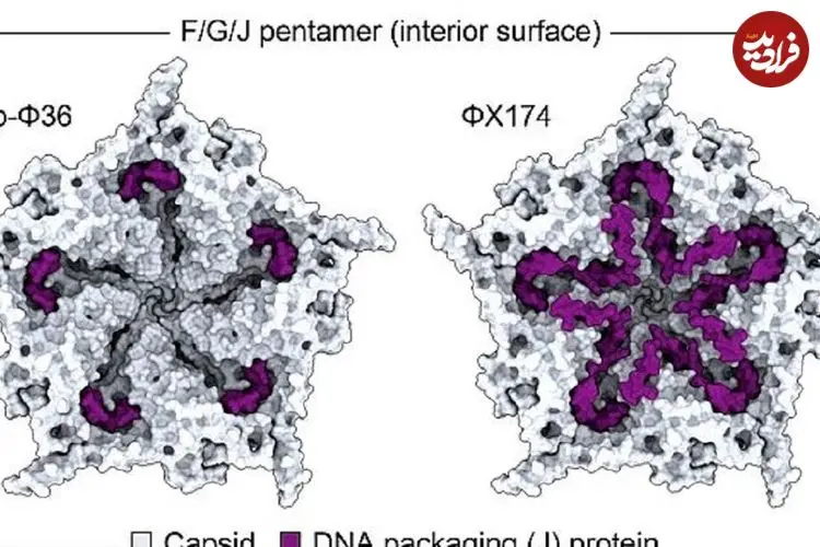 ساخت ویروس توسط هوش مصنوعی که در طبیعت وجود ندارد!