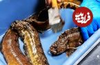 ببینید؛ غذای خیابانی در چین؛ پخت انواع غذا با یک ماهی کمیاب در چینگ دائو