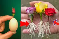 (ویدئو) یک روش شگفت انگیز برای تکثیر گل رز با کمک آلوئه ورا