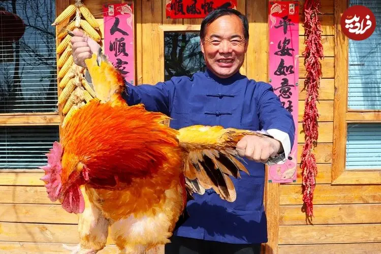 ببینید| غذای روستایی در چین؛ پخت یک غذای سنتی با گوشت خروس