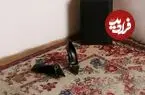 عکس| پست جدید گوچی، ایرانی‌ها را پای صفحه این برند کشاند