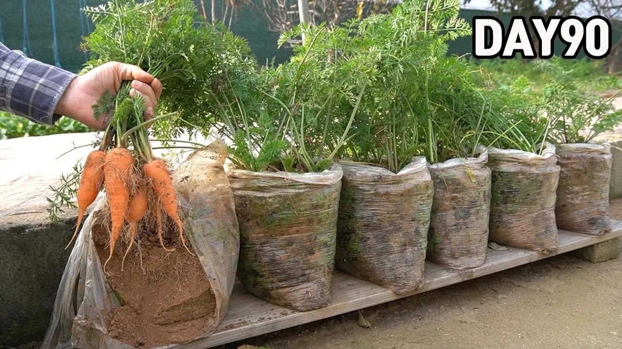 (ویدئو) نحوه پرورش و برداشت «هویج» در کیسه های پلاستیکی و در پشت بام خانه