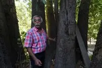 قطورترین چنار پایتخت کجاست؟؛ درختی که مورد احترام تهرانی‌هاست