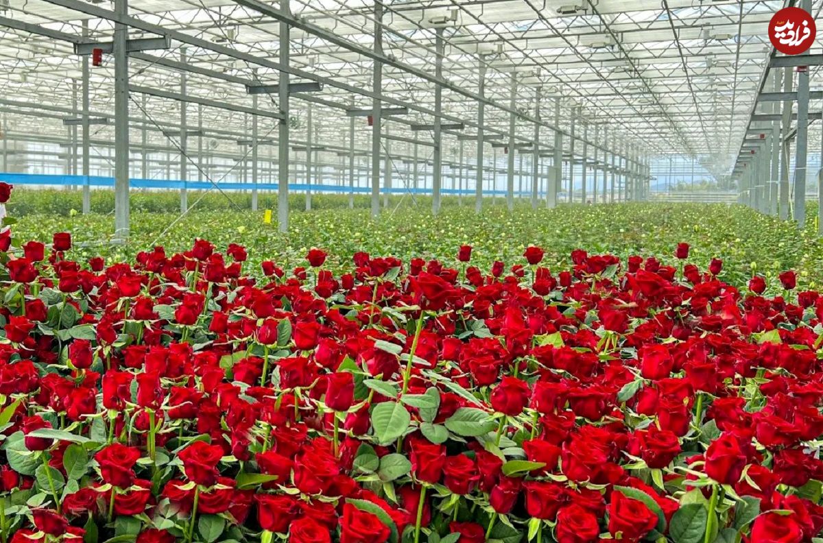(ویدئو) عملیات دیدنی کاشت و برداشت گل رز طبیعی در بزرگترین گلخانه کشور آذربایجان