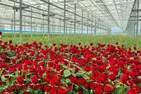(ویدئو) عملیات دیدنی کاشت و برداشت گل رز طبیعی در بزرگترین گلخانه کشور آذربایجان