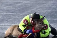 ببینید| نجات یک گوزن از سطح یخ‌زده دریاچه‌ای در واشنگتن