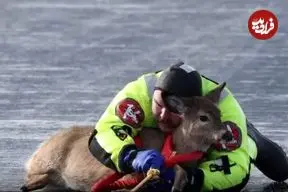 ببینید| نجات یک گوزن از سطح یخ‌زده دریاچه‌ای در واشنگتن
