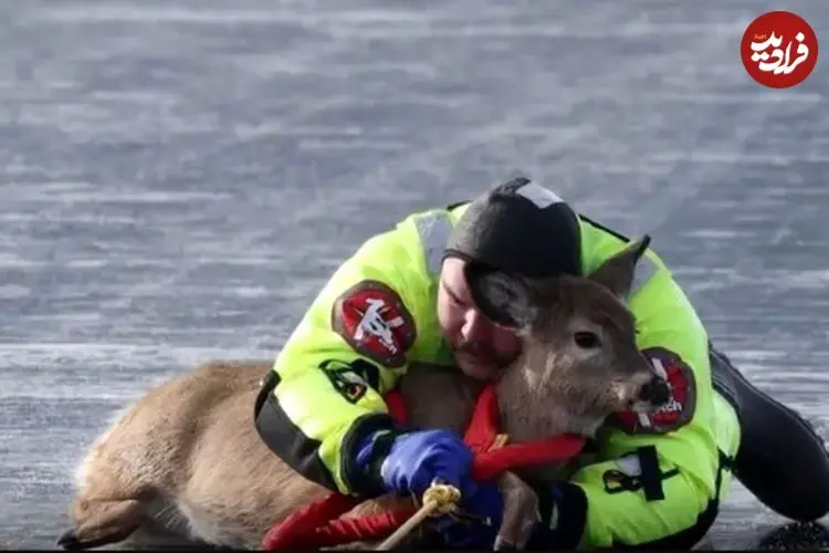 ببینید| نجات یک گوزن از سطح یخ‌زده دریاچه‌ای در واشنگتن