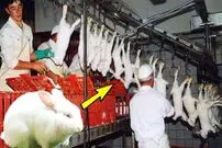 (ویدئو) روش خلاقانه ایتالیایی ها برای پرورش و بسته بندی گوشت خرگوش