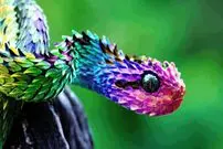 ببینید| 10 گونه از زیباترین و رنگارنگ ترین مارهای افعی در جهان