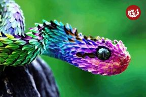 ببینید| 10 گونه از زیباترین و رنگارنگ ترین مارهای افعی در جهان