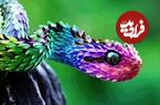 ببینید| 10 گونه از زیباترین و رنگارنگ ترین مارهای افعی در جهان