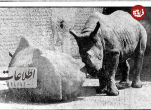 (تصاویر) سفر به تهران قدیم؛ عکس‌های زیرخاکی از باغ وحش تهران ۴۰سال قبل!
