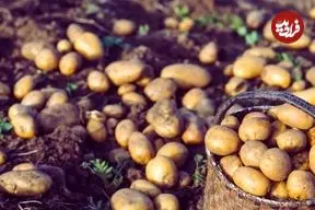 افسانه‌های غلط درباره سیب زمینی