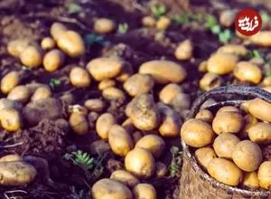 افسانه‌های غلط درباره سیب زمینی